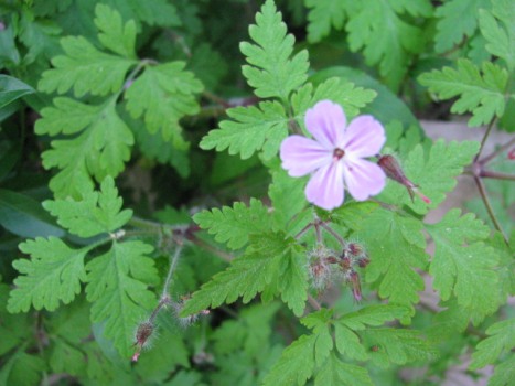 Ruprechtskraut bio